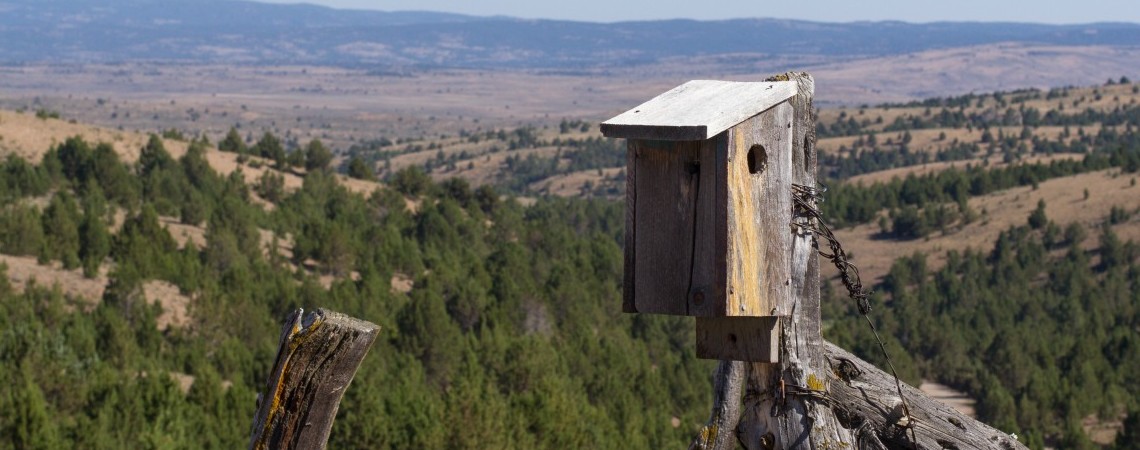 North American Bluebird Society