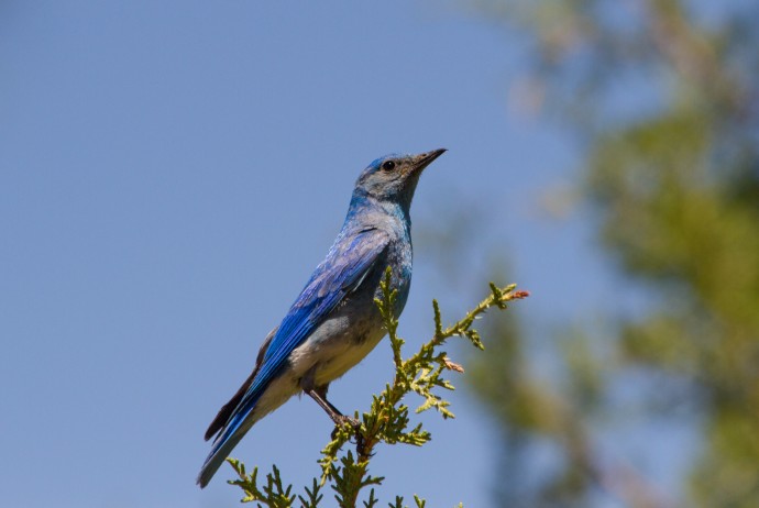 Male Mountain Bluebird.