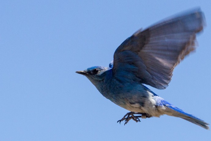 Mountain Bluebird in Flight crop